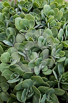 Hylotelephium spectabile or Sedum spectabile green leaves in the garden design