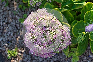 Hylotelephium spectabile, showy stonecrop, iceplant, butterfly stonecrop. Flowers in the garden
