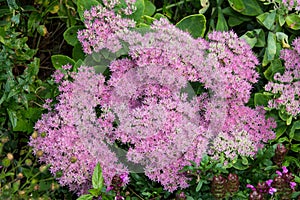 Hylotelephium spectabile or stonecrop. photo