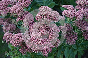 Hylotelephium spectabile, syn. Sedum spectabile, is a species of flowering plant in the stonecrop family Crassulaceae. Germany