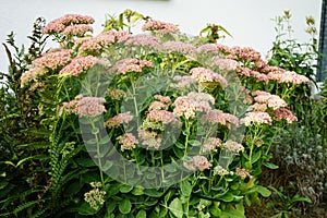 Hylotelephium spectabile, syn. Sedum spectabile, is a species of flowering plant in the stonecrop family Crassulaceae. Germany