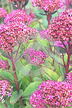 Hylotelephium telephium orpine,livelong,life-everlasting,witch`s moneybags in bloom. Flowering succulett plants background.