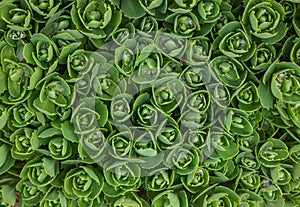 Hylotelephium telephium. Sedum foliage, greenery garden plants closeup with waterdrops. Sedum telephium