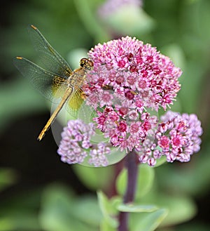 Hylotelephium telephium or Sedum telephium known as orpine, livelong, frog`s-stomach, harping Johnny, life-everlasting, live-forev