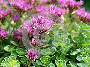 Hylotelephium telephium or Sedum telephium known as orpine, livelong, frog`s-stomach, harping Johnny, life-everlasting, live-forev