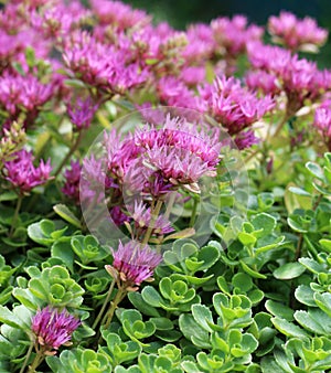 Hylotelephium telephium or Sedum telephium known as orpine, livelong, frog`s-stomach, harping Johnny, life-everlasting, live-forev