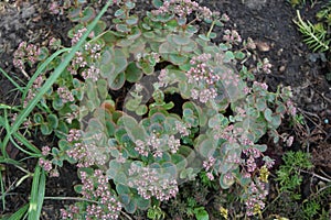 Hylotelephium telephium, Sedum telephium, is a succulent perennial groundcover of the family Crassulaceae. Berlin, Germany