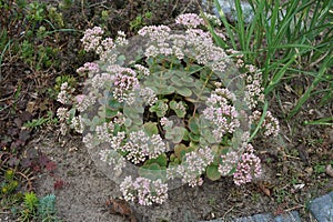 Hylotelephium telephium, Sedum telephium, is a succulent perennial groundcover of the family Crassulaceae. Berlin, Germany