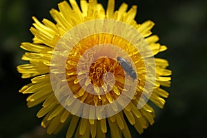 Hylotrupes bajulus (woodboring beetle) on dandelion