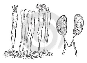 The hymenium, Basidia and basidiospores, vintage engraving photo