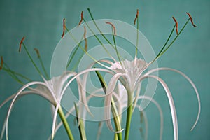 Hymenocallis