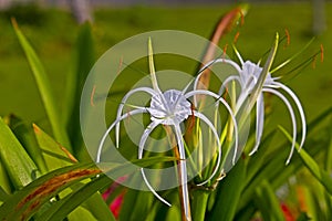 Hymenocallis