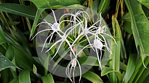 Hymenocallis caribaea or Caribbean spider lily or variegated spider lily white flower plant