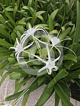 Hymenocallis coronaria or Shoals spider lily.