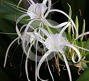 Hymenocallis flower also known as spider lily close-up view