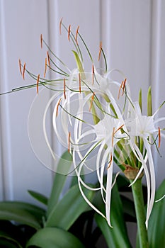 Hymenocallis flower blooms in a pot