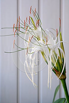 Hymenocallis flower blooms in a pot