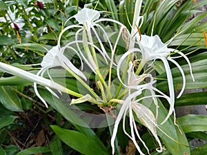 Hymenocallis liriosme (Shinners Spring Spiderlily or Texan Spider Lily) has yellow center flowers