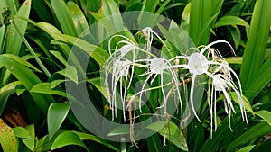 Hymenocallis littoralis or beach spider lily
