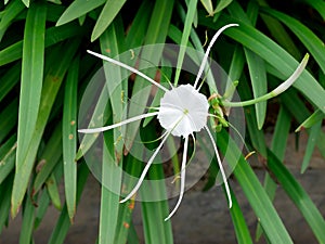 Hymenocallis littoralis or beach spider lily