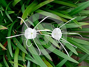 Hymenocallis littoralis or beach spider lily