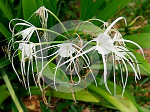 Hymenocallis littoralis or beach spider lily