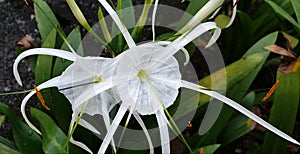 Hymenocallis littoralis or Beach spider lily flower