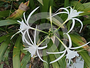 Hymenocallis littoralis or the beach spider lily flowers