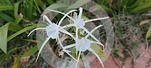 Hymenocallis littoralis or the beach spider lily flowers