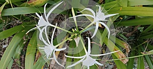 Hymenocallis littoralis or the beach spider lily flowers