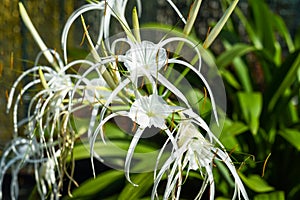 Hymenocallis littoralis or the beach spider lily growing in Malaysia