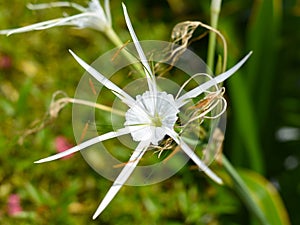 Hymenocallis littoralis or the beach spider lily growing in Vietnam