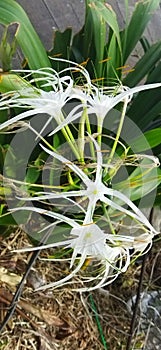 Hymenocallis littoralis or the beach spider lily is a plant species of the genus Hymenocallis, native to warmer coastal regions
