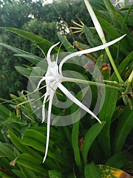 Hymenocallis littoralis, commonly known as beach spider lilies