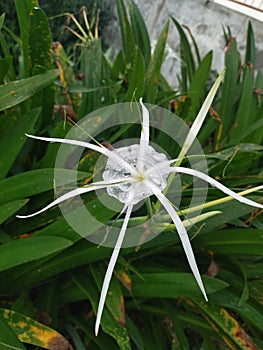 Hymenocallis littoralis, commonly known as beach spider lilies