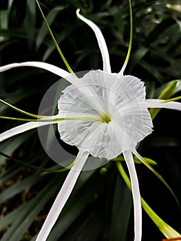 Hymenocallis littoralis flower with beautiful close up in the garden