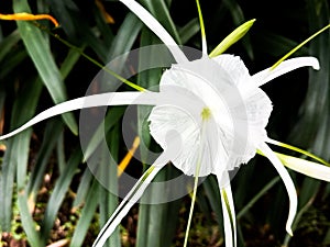 Hymenocallis littoralis flower with beautiful close up in the garden