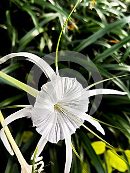 Hymenocallis littoralis flower with beautiful close up in the garden