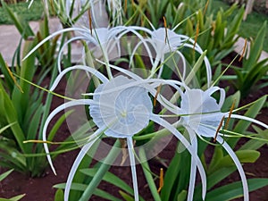 Hymenocallis littoralis is a flowering plant that blooms beautifully in gardens