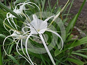 Hymenocallis littoralis or known as lily, is a plant that produces natural antioxidants