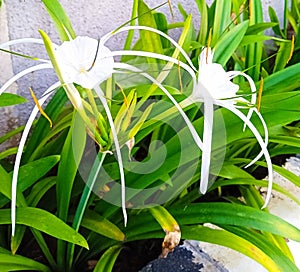 Hymenocallis littoralis plant growing in the yard next to the wall