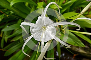 Hymenocallis littoralis white flower on green blur background