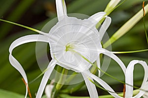 Hymenocallis x macrostephana Spider Lily