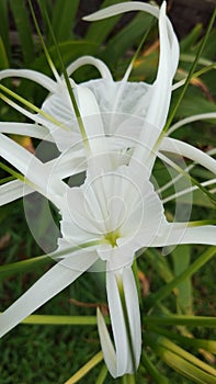 Hymenocallis almost popular called Lily Spider Beach or Bakung Flower in Indonesia