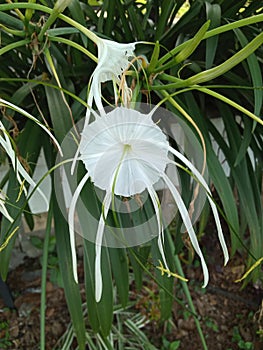 Hymenocallis speciosa flower, the green-tinge spiderlily