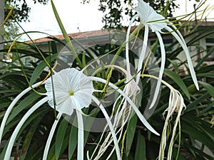 Hymenocallis speciosa, the green-tinge spiderlily