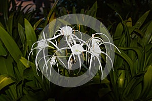 Hymenocallis speciosa, the green-tinge spiderlily, is a species of the genus Hymenocallis that is native to the Windward Islands