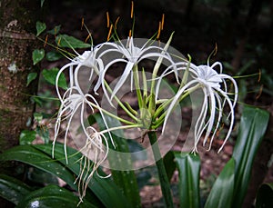 Hymenocallis white flowers in the rain forest of Khao Sok sanctuary, Thailand