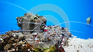 Hymenocera picta, commonly known as the harlequin shrimp,