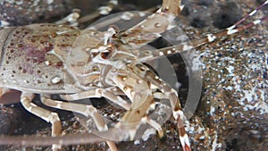 Hymenocera picta, commonly known as the harlequin shrimp,